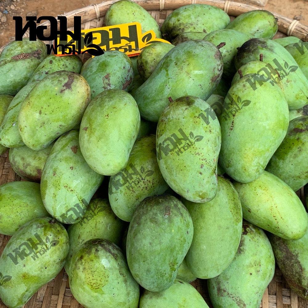 มะม่วง อกร่อง น้ำดอกไม้ เขียวเสวย จ.เพชรบุรี รสหวานหอม เนื้อนุ่มเนียน อร่อย ตัดสดจากสวน โดยหอมฟาร์ม