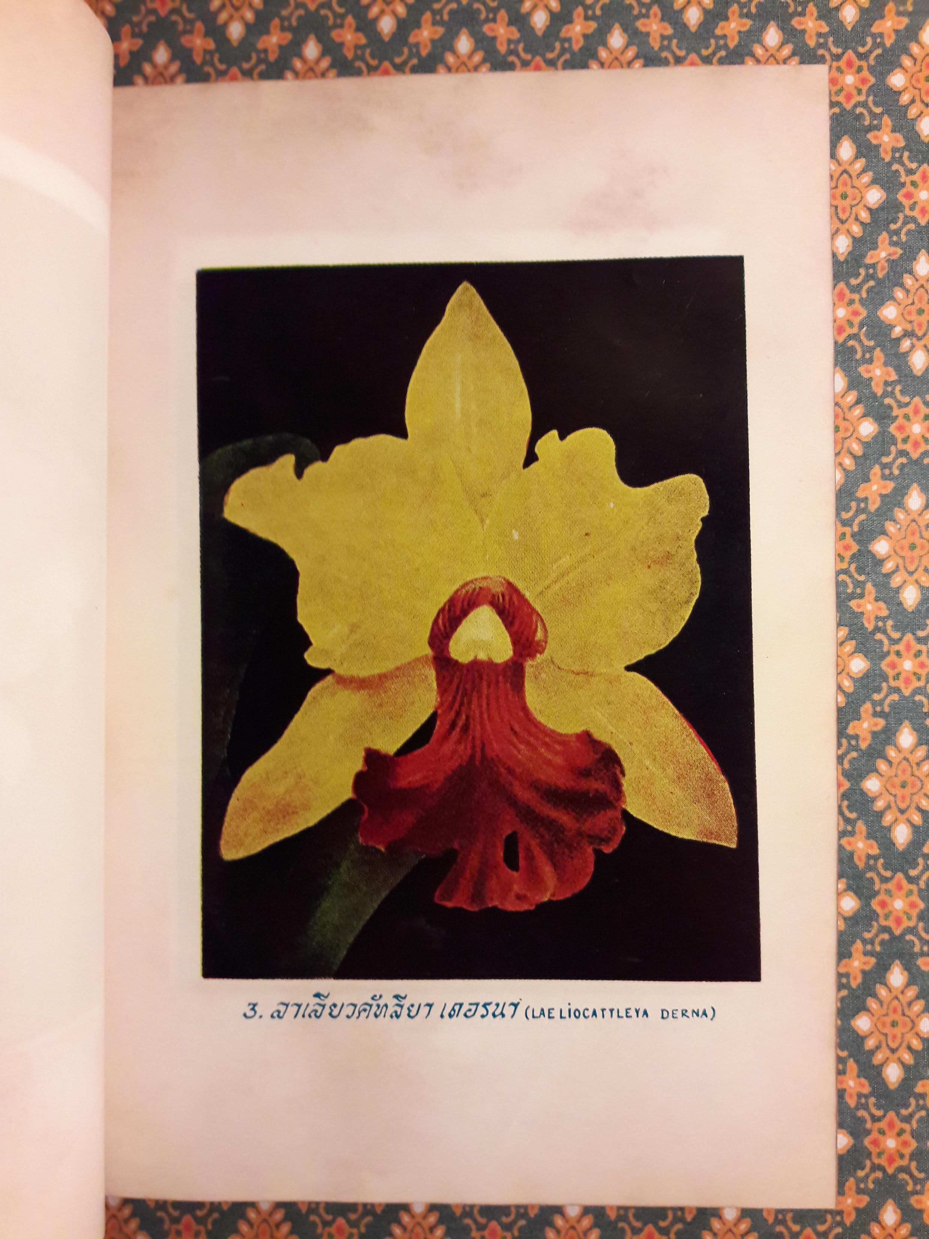 กล้วยไม้