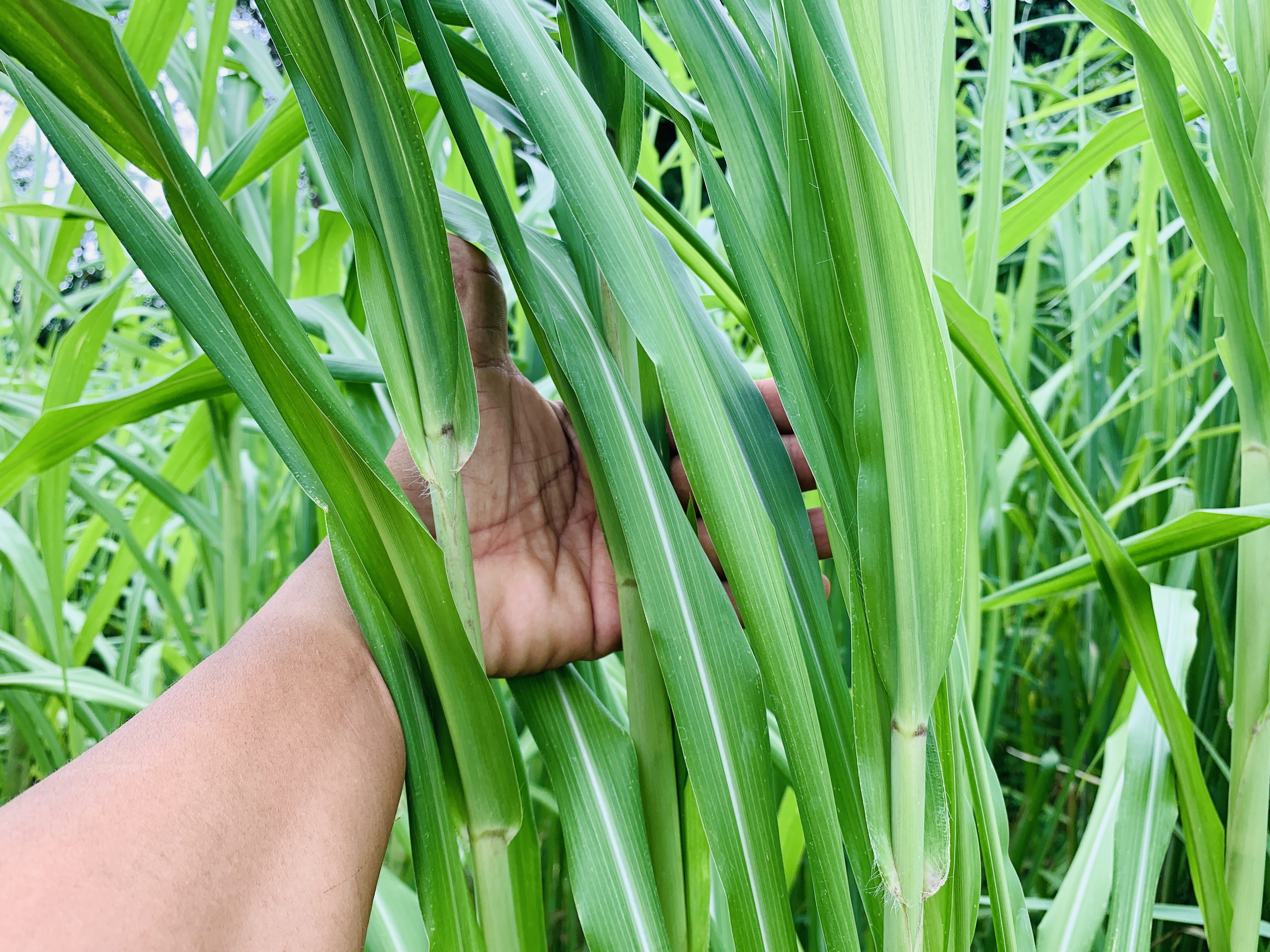 หญ้าสำหรับกระต่าย หนูแกสบี้ เต่า 1 กิโลกรัม ปลอดสารเคมี ออแกนิค สะอาด สดใหม่