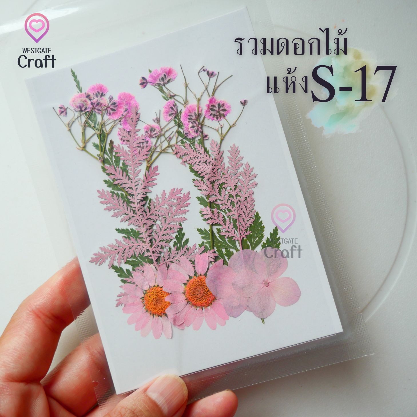 รวมดอกไม้แห้ง S ดอกไม้แห้งทับ ดอกไม้แบบคละ