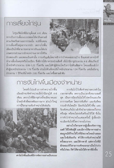 ไก่พื้นเมือง