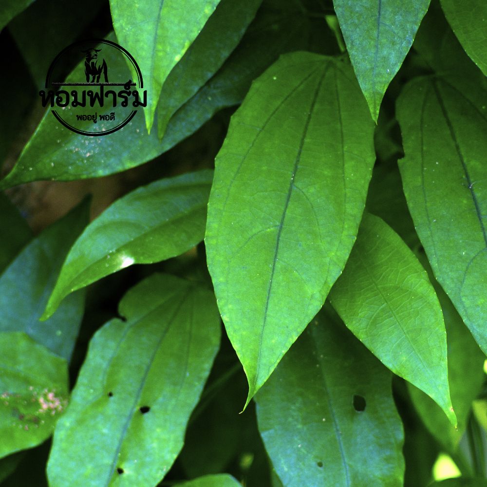 ใบรางจืดสด สมุนไพรล้างพิษ แก้ร้อนใน ขับสารพิษ ส่งตรงจากสวน