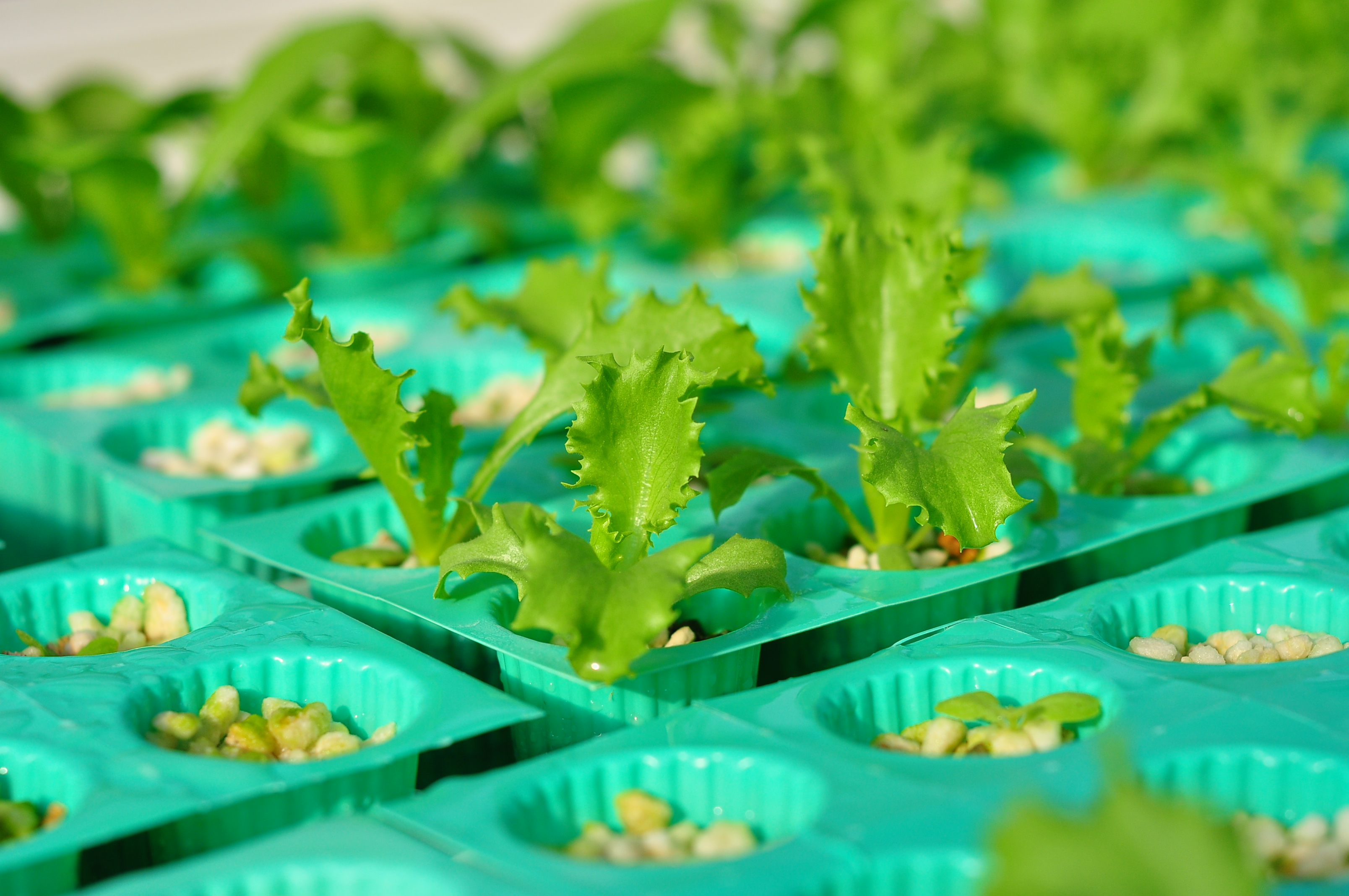 ถ้วยเพาะเขียว 80 หลุม