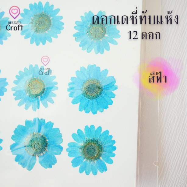 ดอกเดซี่แห้งทับ 12 ดอก ดอกไม้แห้งทับ คละขนาด