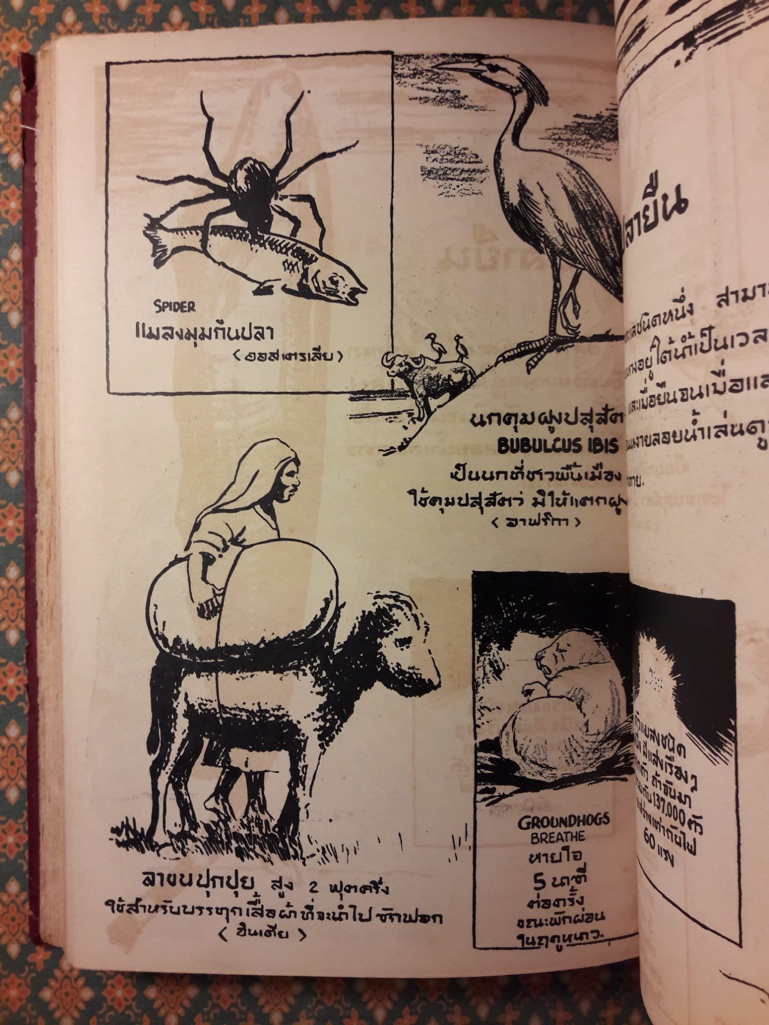 แปลกแต่จริง เชื่อหรือไม่?