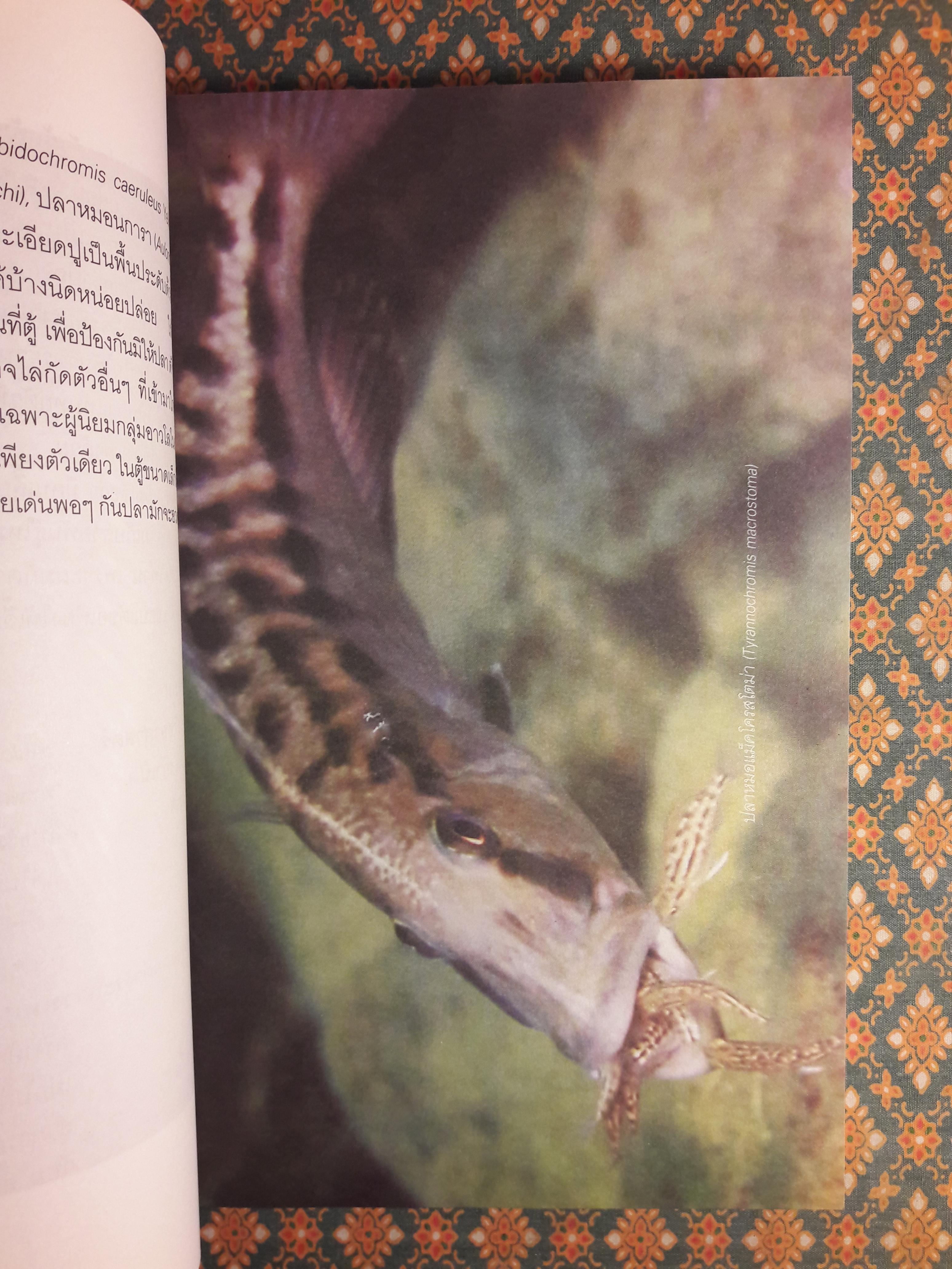 โลกของปลาหมอสี (The Amazing of Cichlid’s Variety)