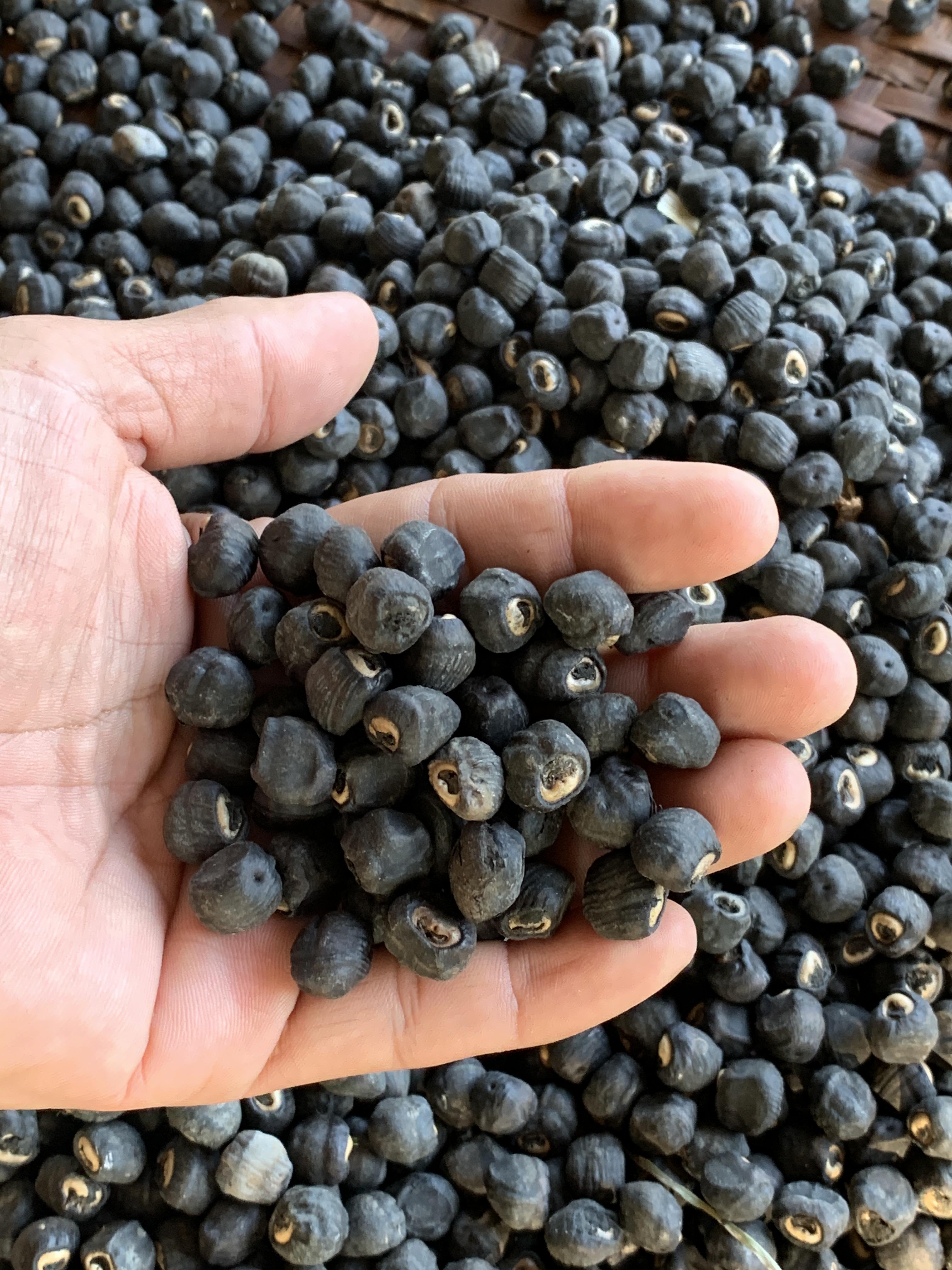 เมล็ดกล้วยนวล กล้วยมงคล กล้ายประดับ กล้วยแปลก สำหรับเพาะพันธุ์