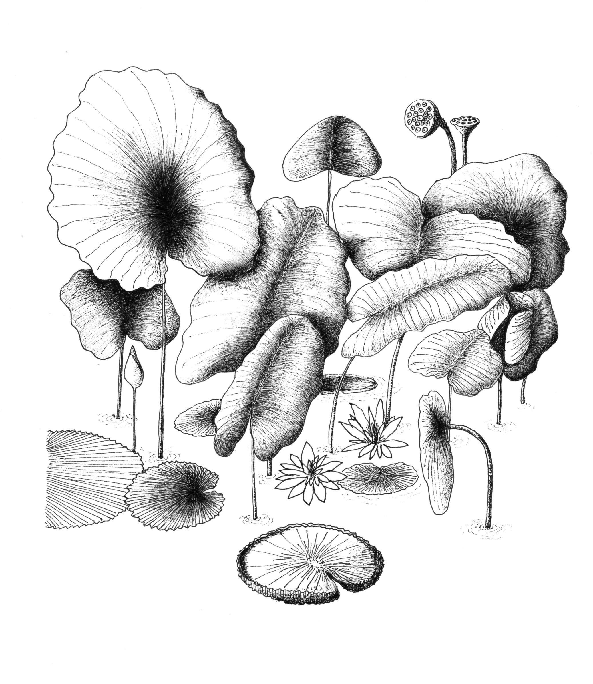 Riverbooks หนังสือประวัติศาสตร์ : ...และตราบชั่วฟ้าดินสลาย