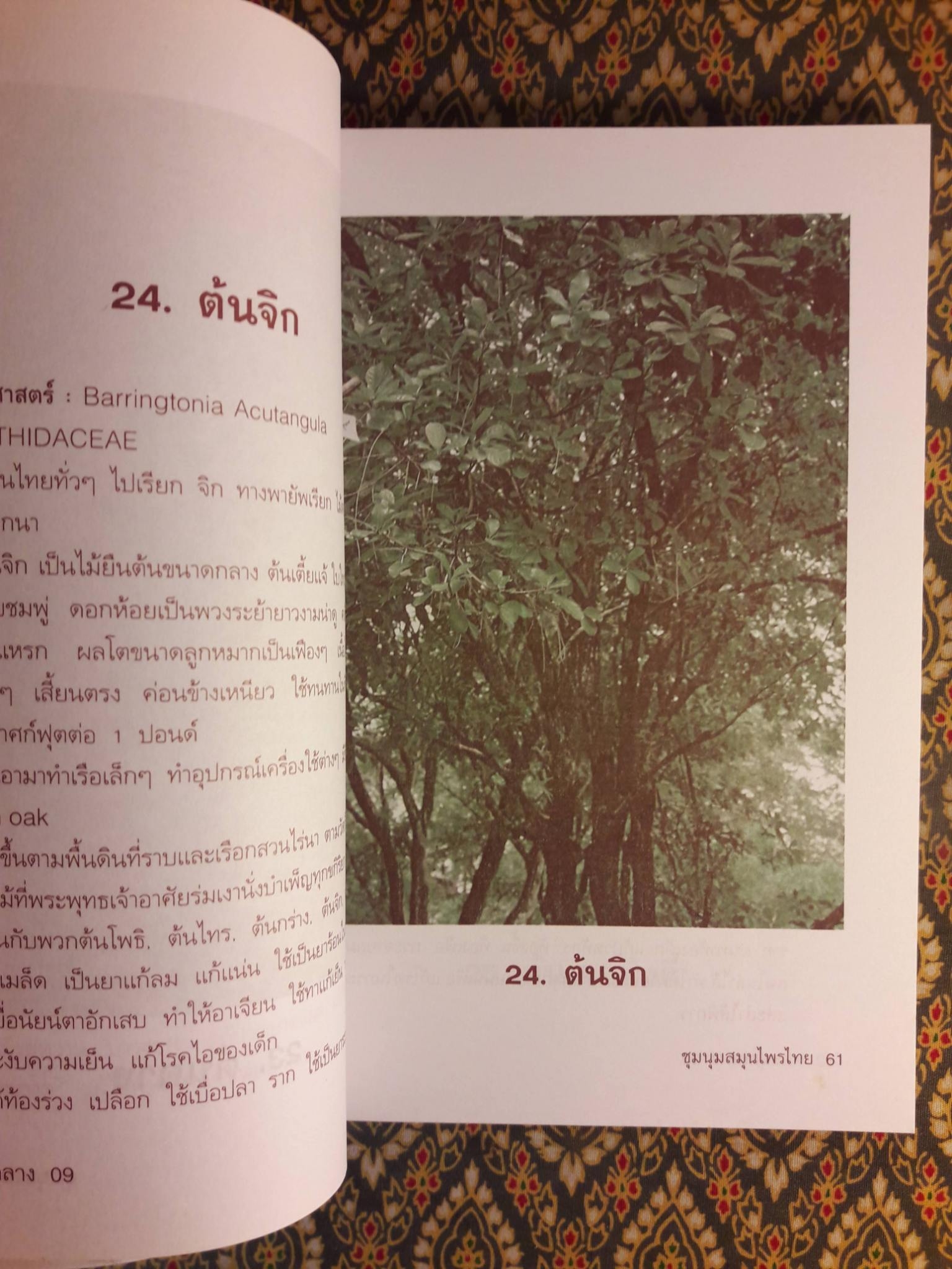 ชุมนุมสมุนไพรไทย