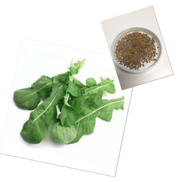 เมล็ดพันธุ์ ร็อกเก็ต