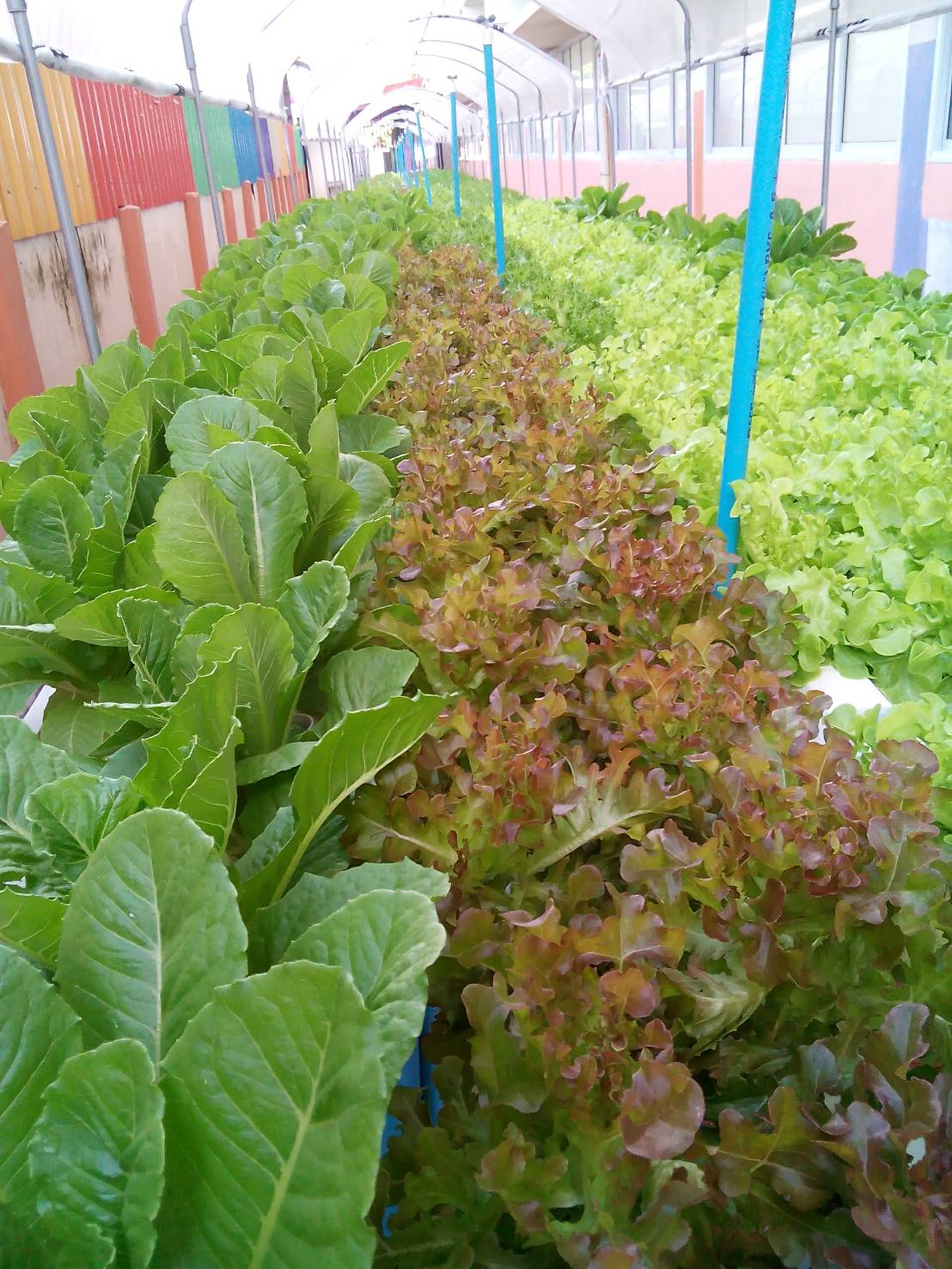 โรงเรียนวัดชมนิมิตร