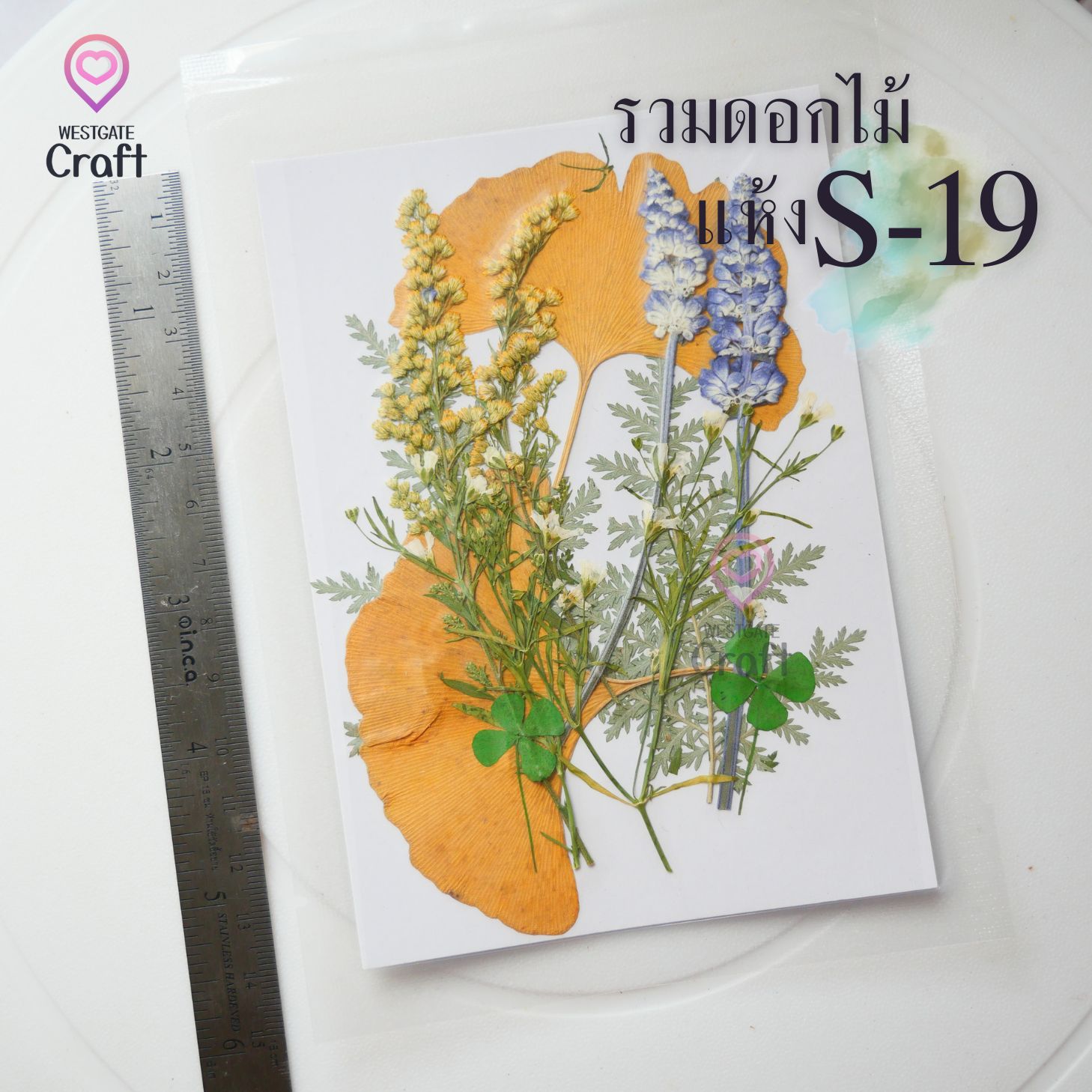 รวมดอกไม้แห้ง S ดอกไม้แห้งทับ ดอกไม้แบบคละ