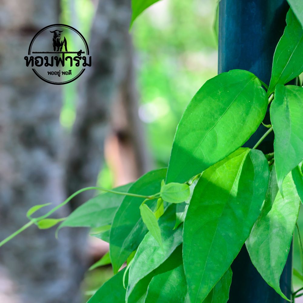 ใบรางจืดสด สมุนไพรล้างพิษ แก้ร้อนใน ขับสารพิษ ส่งตรงจากสวน
