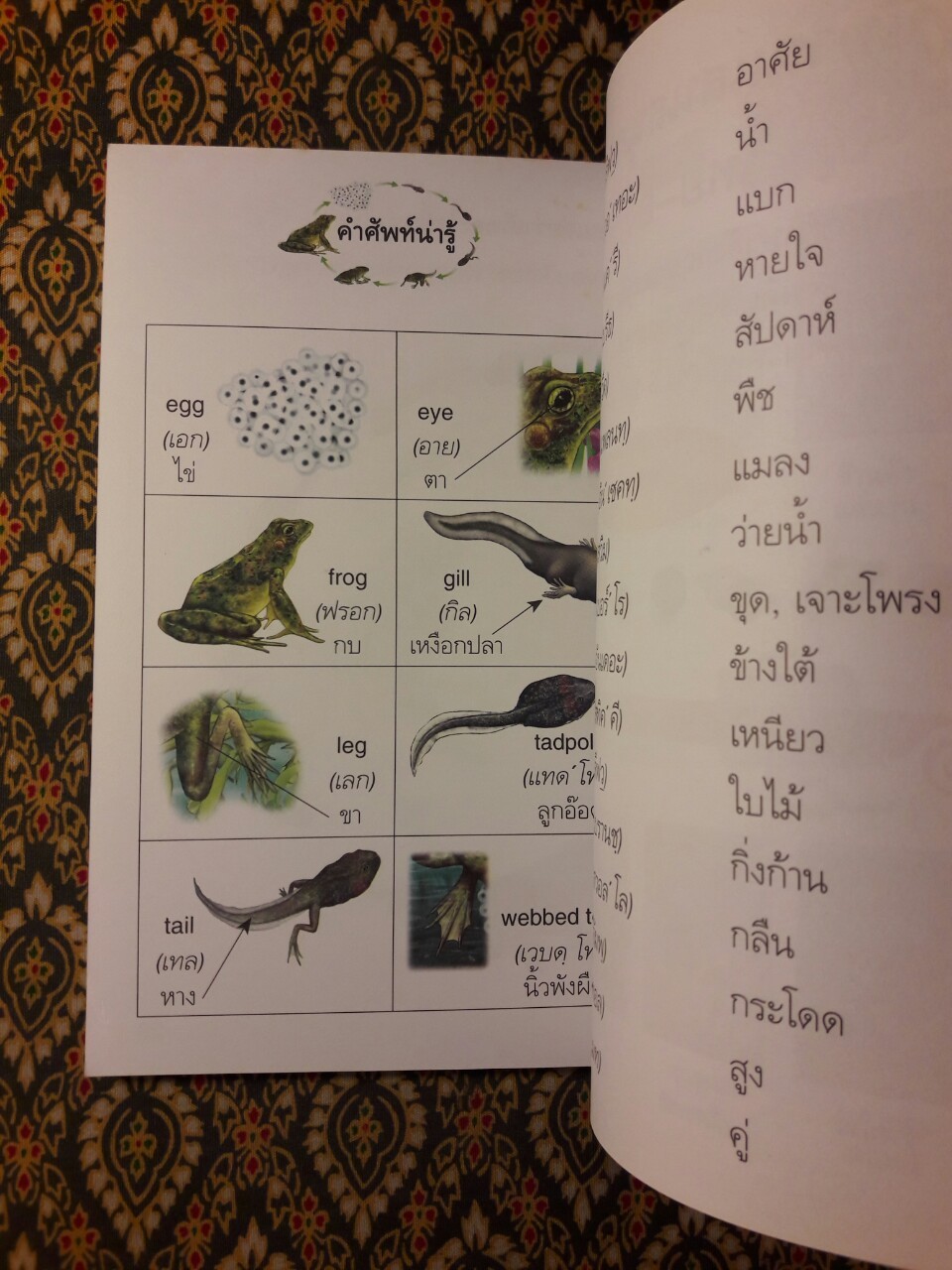 ลูกอ๊อดและกบ