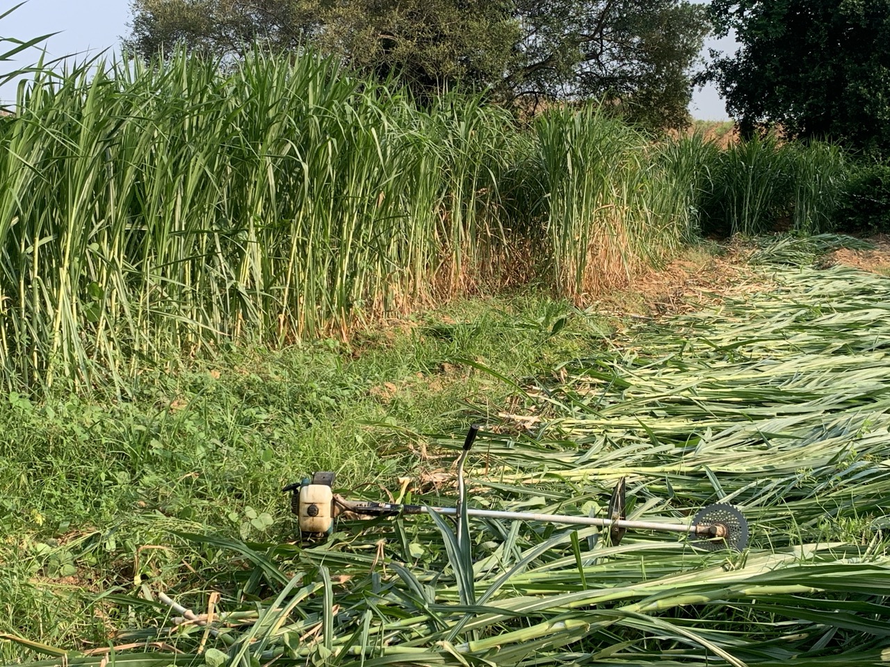 หญ้าเนเปียร์ ปากช่อง1 สำหรับ เต่า กระต่าย หนู โปรตีนสูง กินง่าย จากหอมฟาร์ม