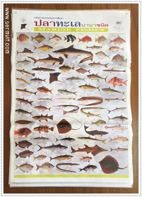 โปสเตอร์ ปลาทะเลนานาชนิด
