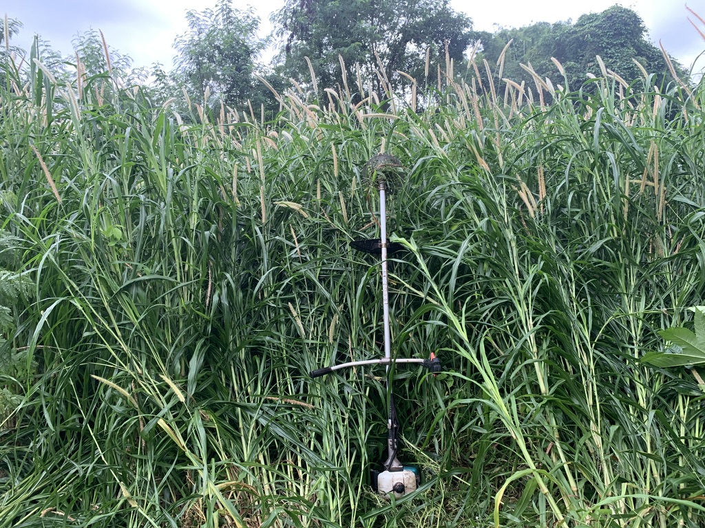 ท่อนพันธุ์ หญ้าเนเปียร์ ท้ายเขื่อนซุปเปอร์ลีฟ / 100 ท่อน แถมฟรี 20 ท่อน โปรตีนสูง โตไว ใบเยอะ ตัดได้เร็ว