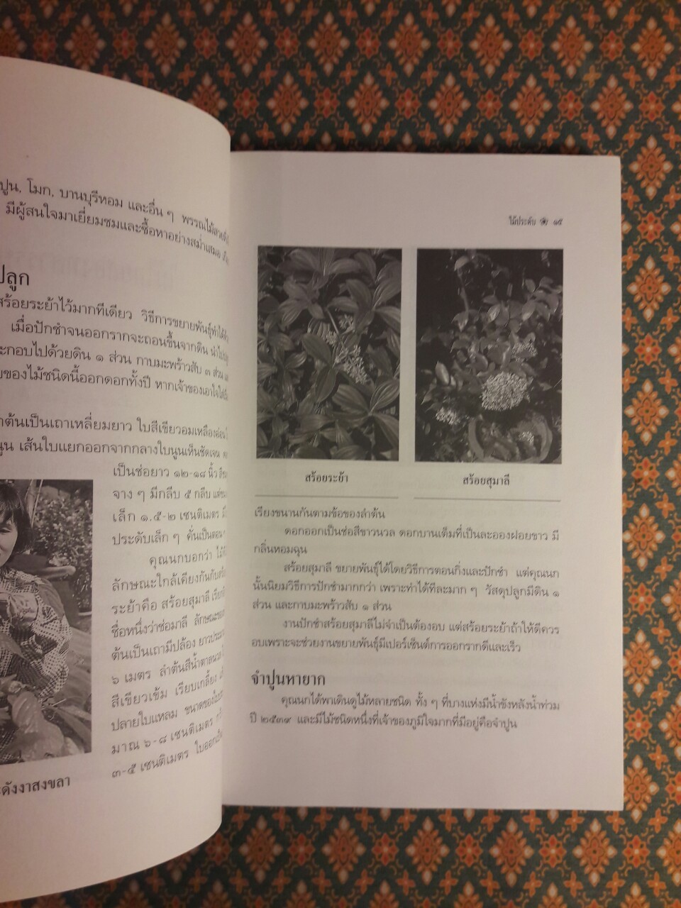 ไม้ไทยไม้ประดับ