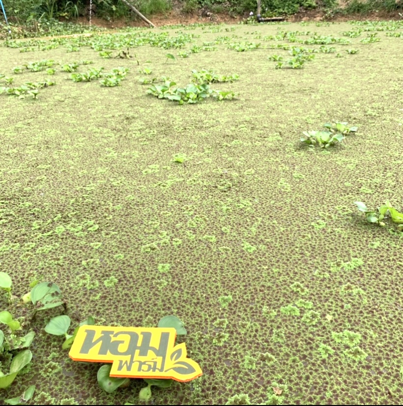 แหนแดงสด 100% ส่งตรงจากหอมฟาร์ม แหนแดงพันธุ์กรมวิชาการเกษตร ไมโครฟิลล่า