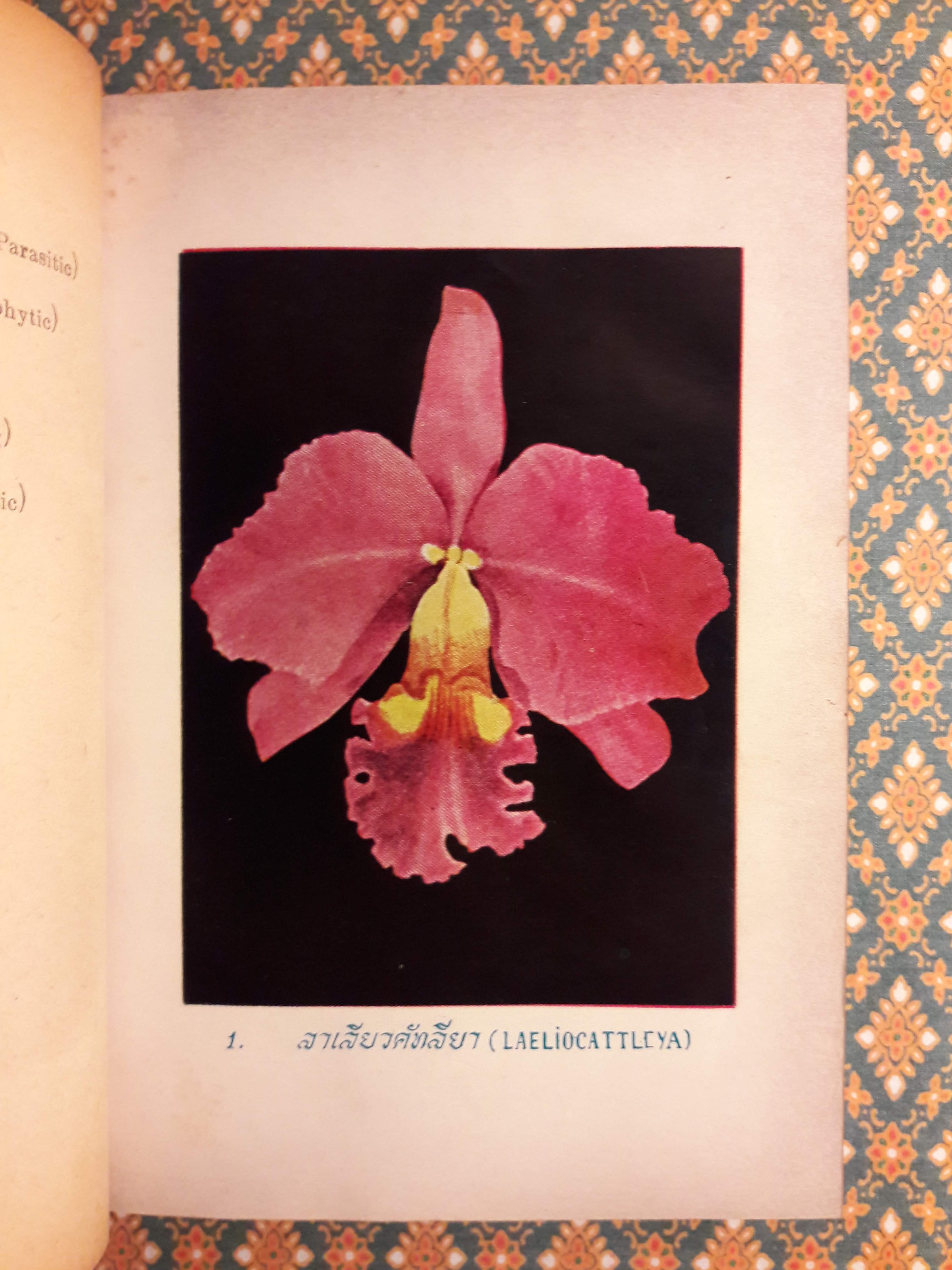 กล้วยไม้