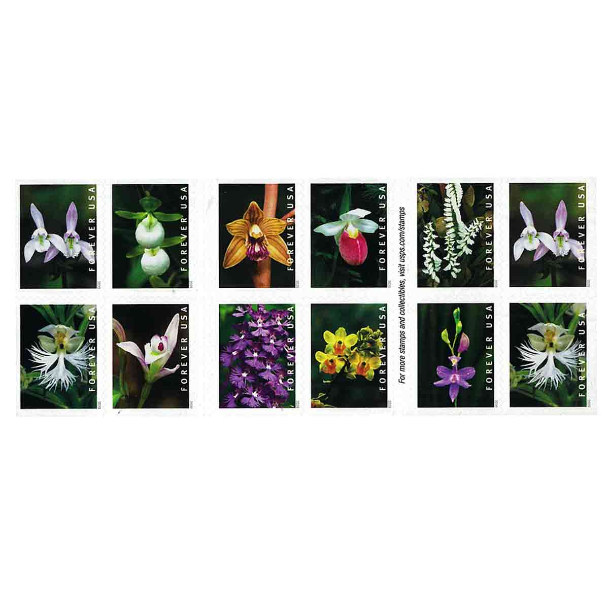 USA Stamp, 2020 Wild Orchids Booklet
