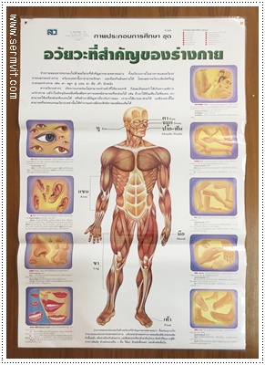 โปสเตอร์ อวัยวะที่สำคัญของร่างกาย