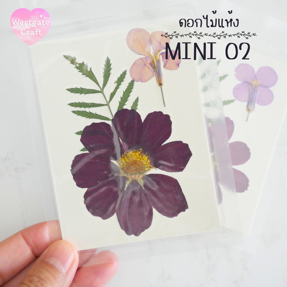 รวมดอกไม้แห้ง Mini ดอกไม้แห้งทับ ดอกไม้แบบคละ ดอกไม้จริง ดอกไม้งานฝีมือ