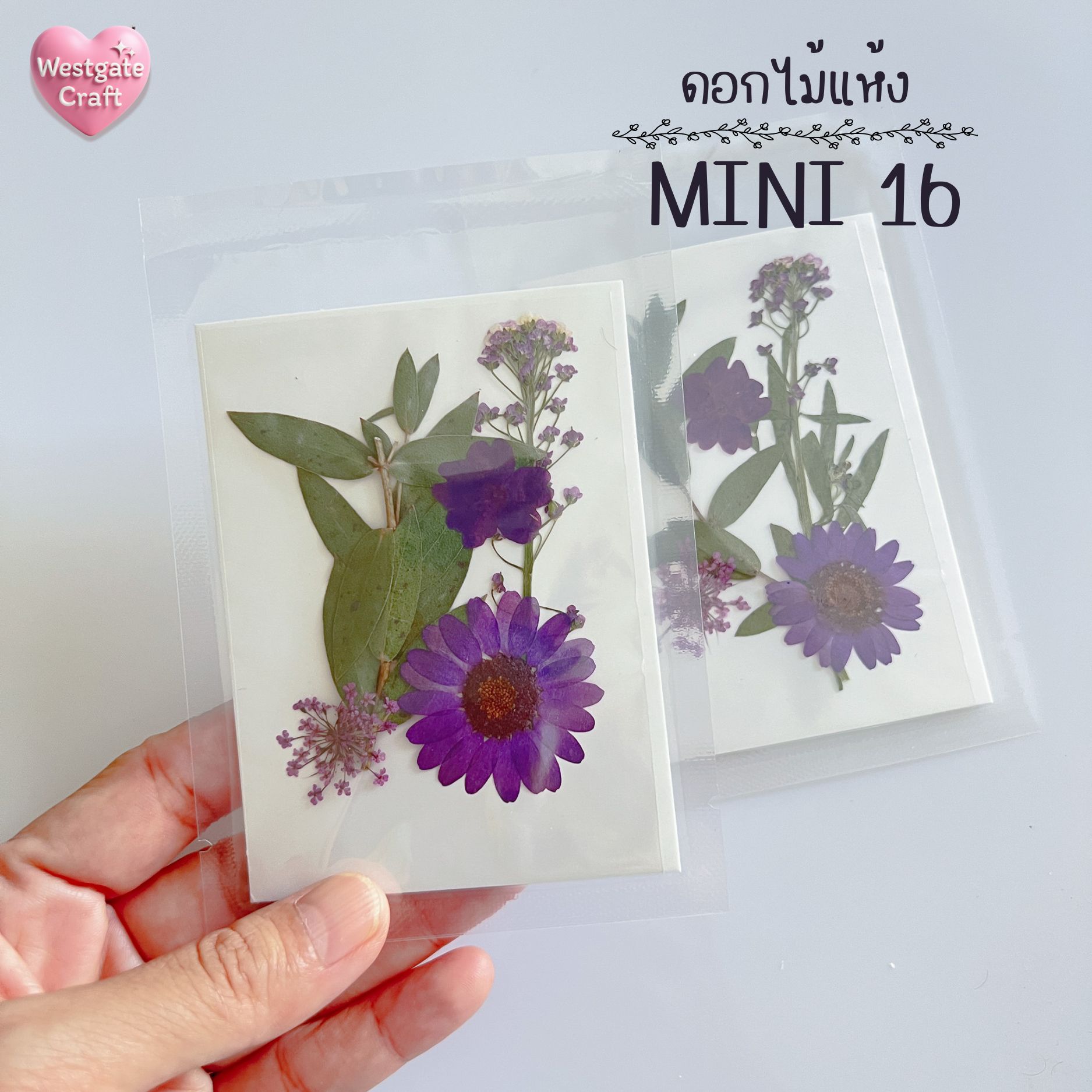 รวมดอกไม้แห้ง Mini ดอกไม้แห้งทับ ดอกไม้แบบคละ ดอกไม้จริง ดอกไม้งานฝีมือ