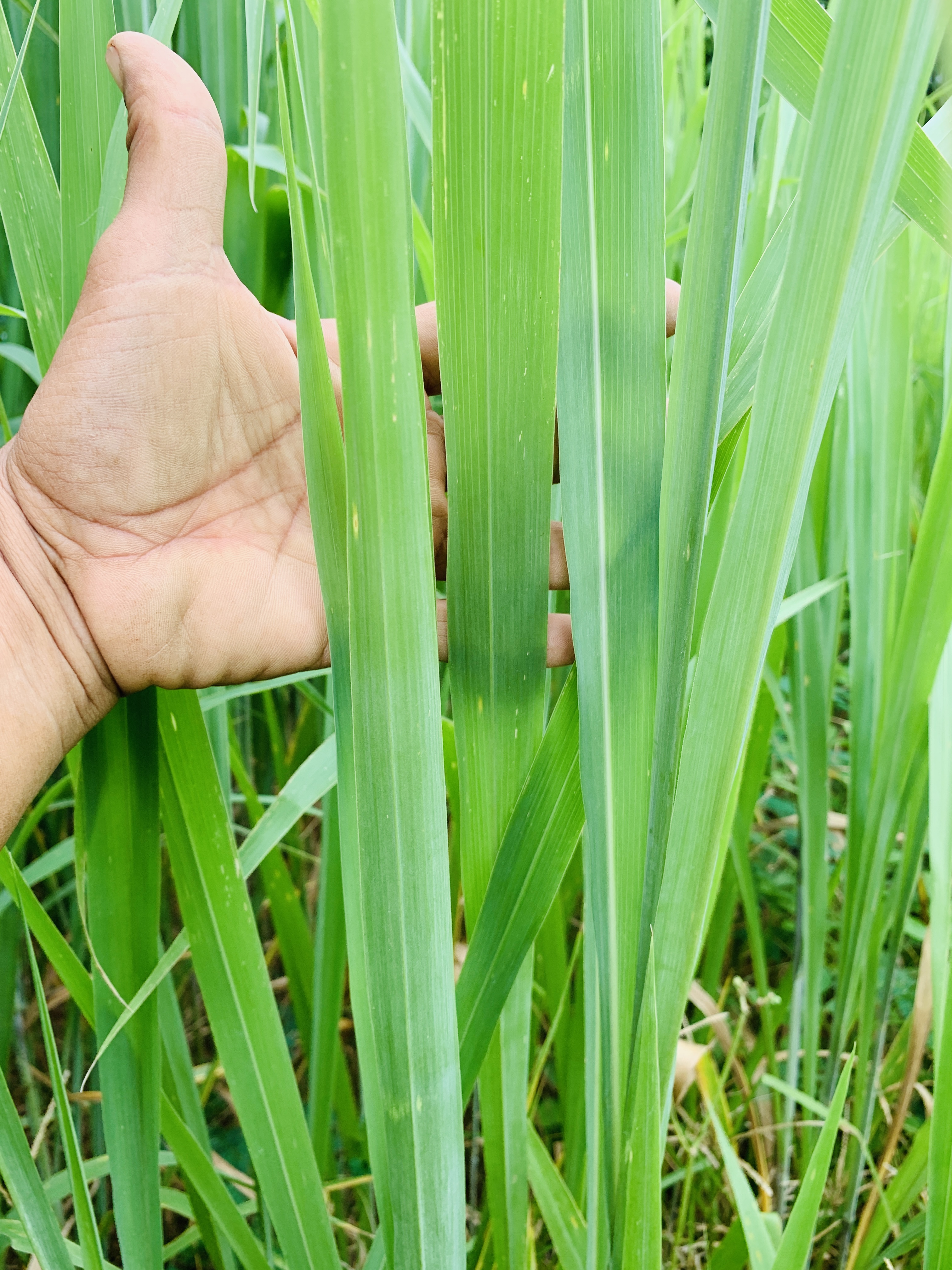 หญ้าสำหรับกระต่าย หนูแกสบี้ เต่า 1 กิโลกรัม ปลอดสารเคมี ออแกนิค สะอาด สดใหม่