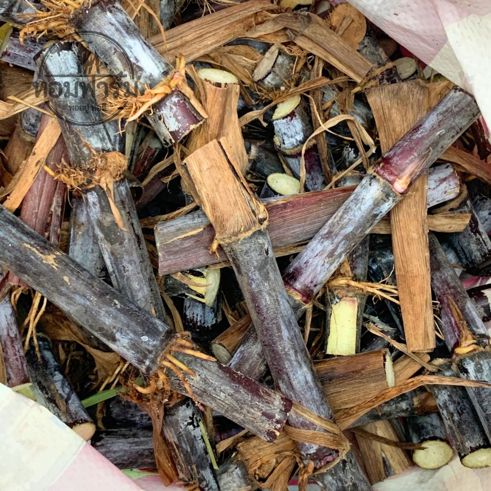 ท่อนพันธุ์ หญ้าเนเปียร์ ** สีม่วง ** / 100 ท่อน แถมฟรี 20 ท่อน มีสารแอนโทไซยานิน ต้านอนุมูลอิสระ ป้องกันโรค หลอดเลือดหัวใจ มะเร็ง โปรตีนสูง โตไว ใบเยอะ ตัดได้เร็ว