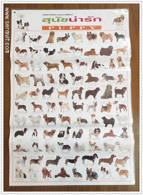 โปสเตอร์ สุนัขน่ารัก