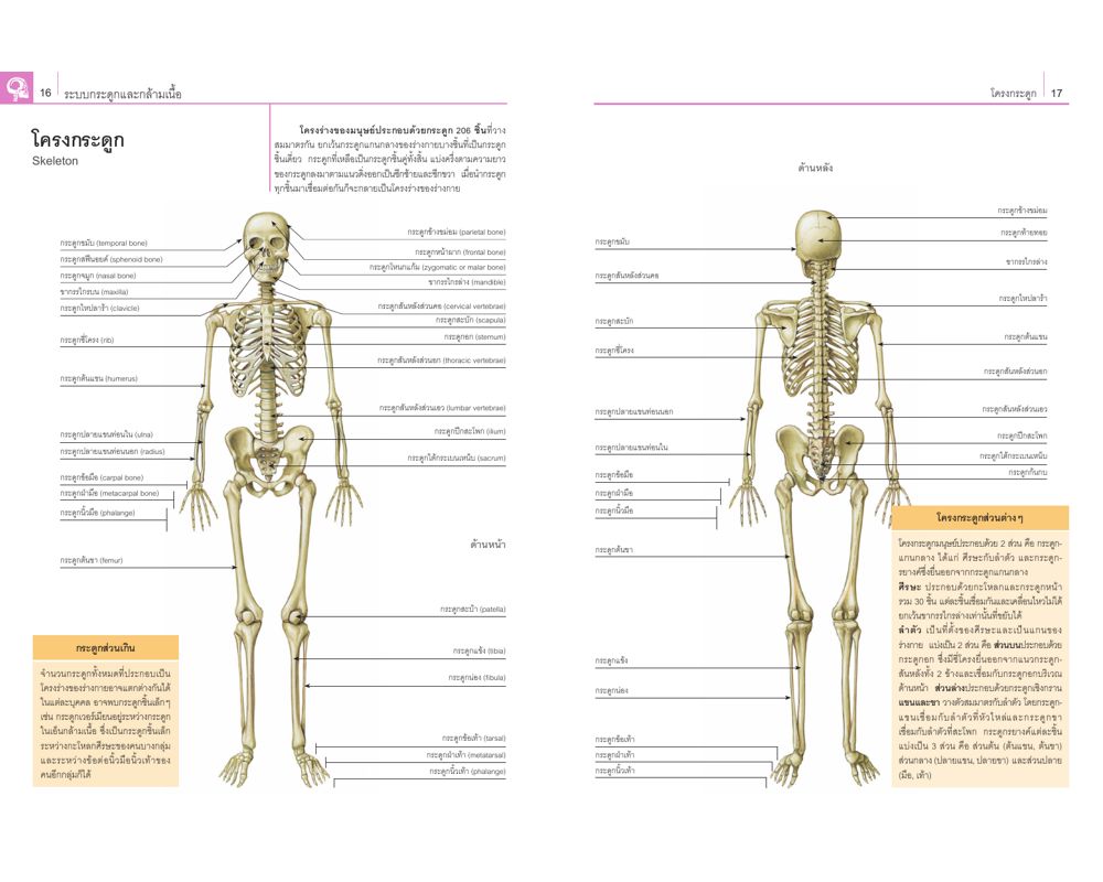 NANMEEBOOKS หนังสือ กายวิภาคศาสตร์และสรีรวิทยา ฉบับปรับปรุง : เสริมความรู้เยาวชน