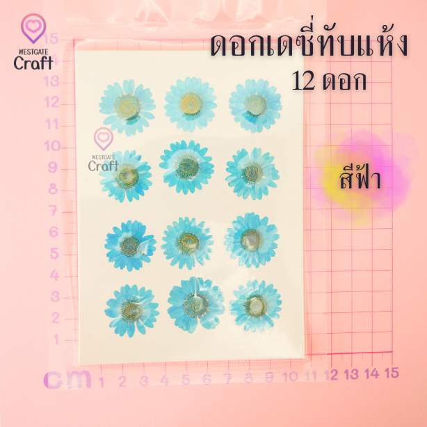ดอกเดซี่แห้งทับ 12 ดอก ดอกไม้แห้งทับ คละขนาด