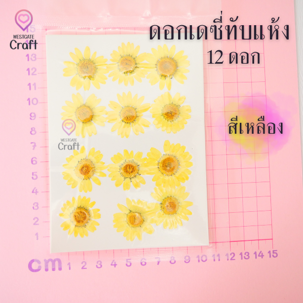 ดอกเดซี่แห้งทับ 12 ดอก ดอกไม้แห้งทับ คละขนาด