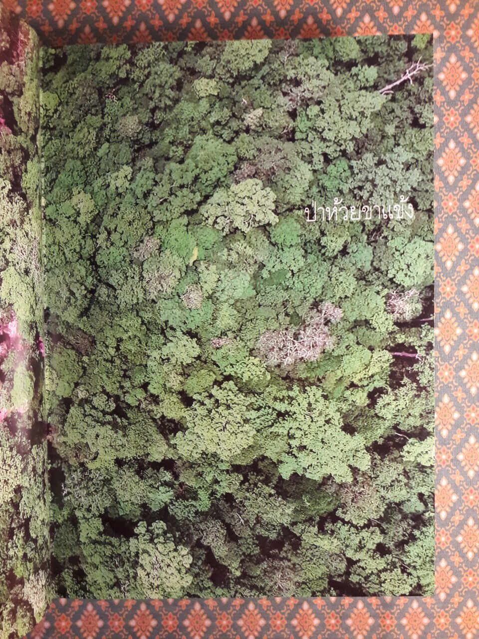 ต้นไม้ ป่า ห้วยขาแข้ง