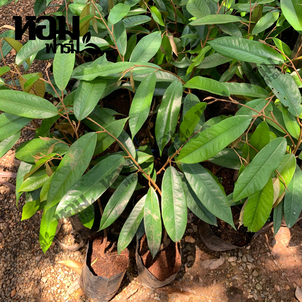 ต้นทุเรียน เสียบยอด สูง 40-50 ซ.ม. ต้นสวย แข็งแรง หมอนทอง มูซานคิง พวงมณี นกกระจิบ ก้านยาว จากหอมฟาร์ม