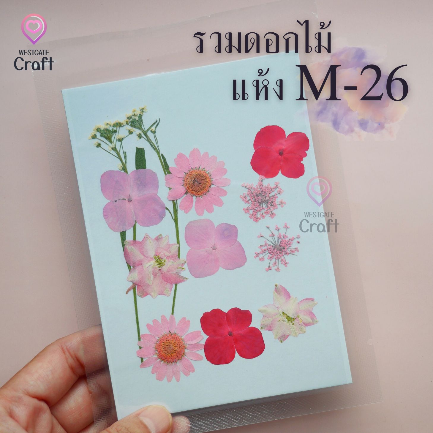 รวมดอกไม้แห้ง M ดอกไม้แห้งทับ ดอกไม้แบบคละ
