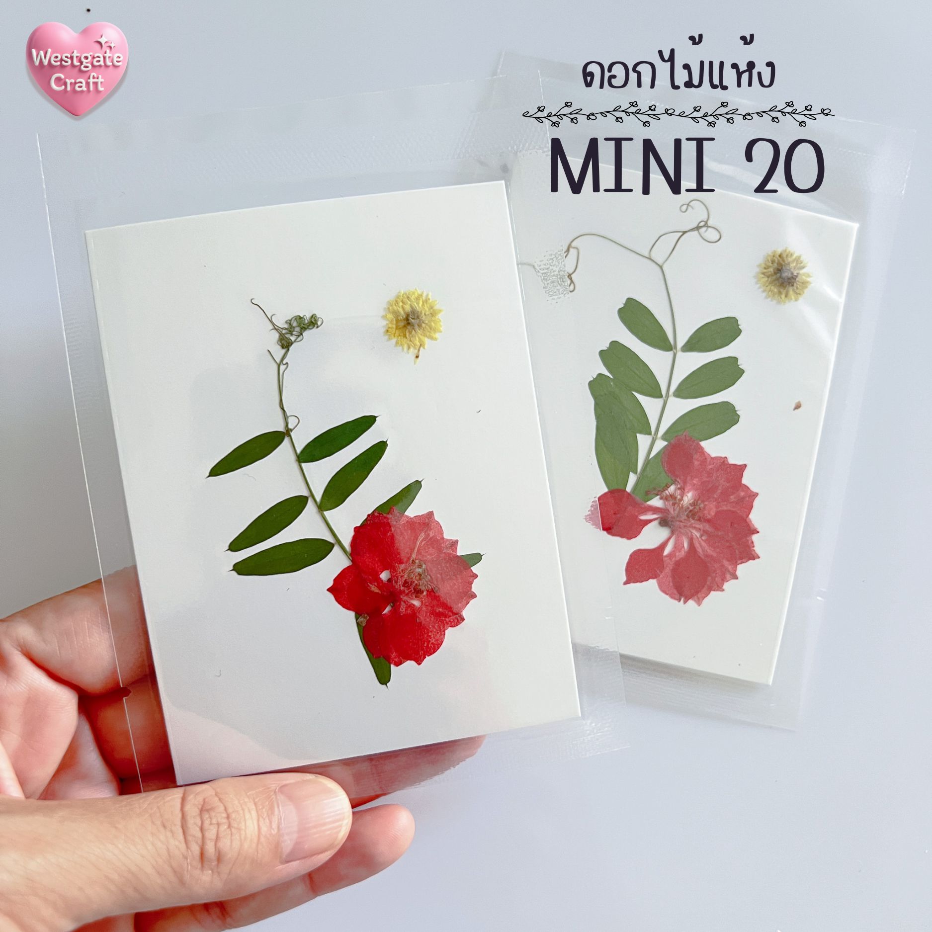 รวมดอกไม้แห้ง Mini ดอกไม้แห้งทับ ดอกไม้แบบคละ ดอกไม้จริง ดอกไม้งานฝีมือ