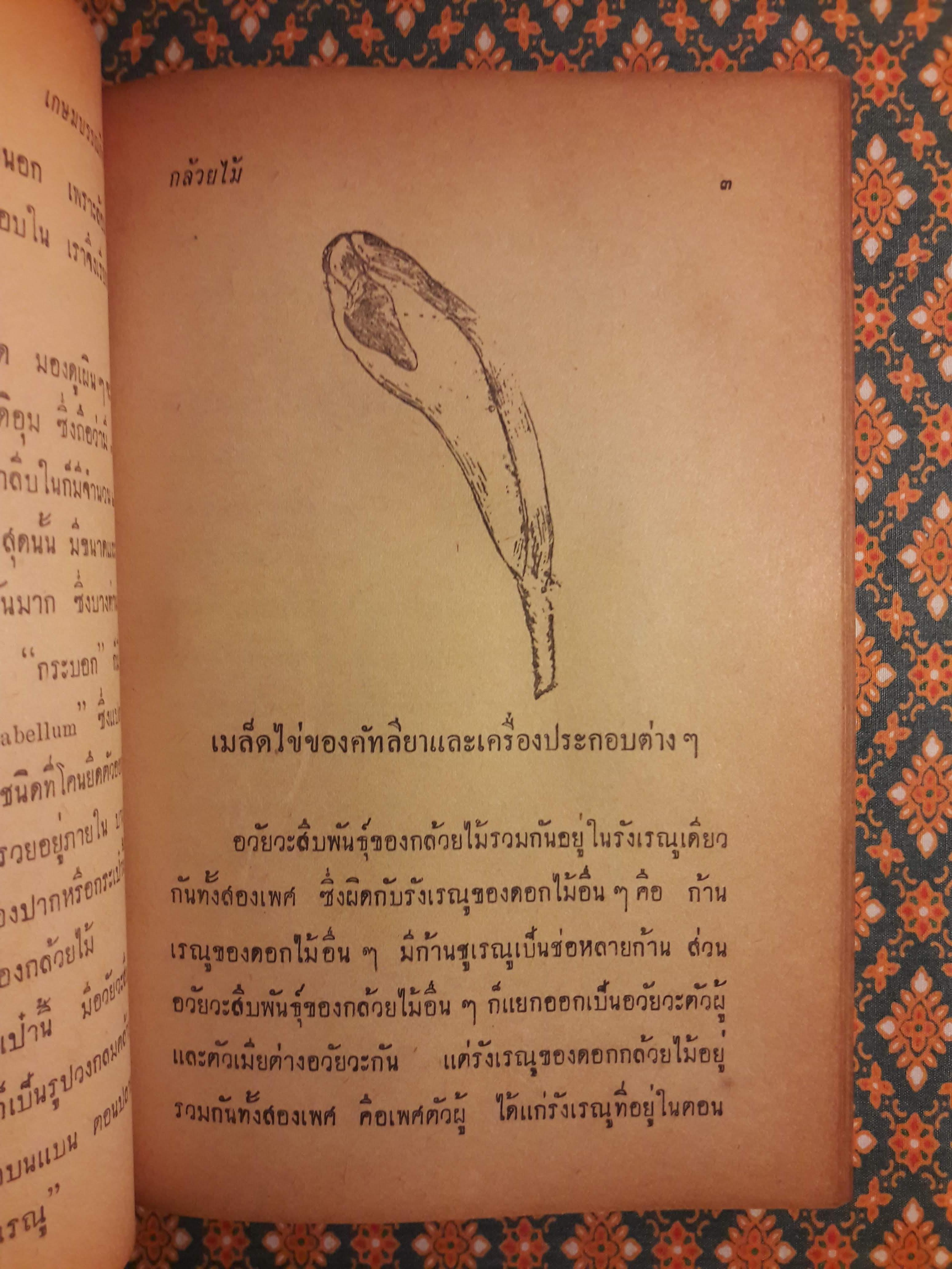 กล้วยไม้