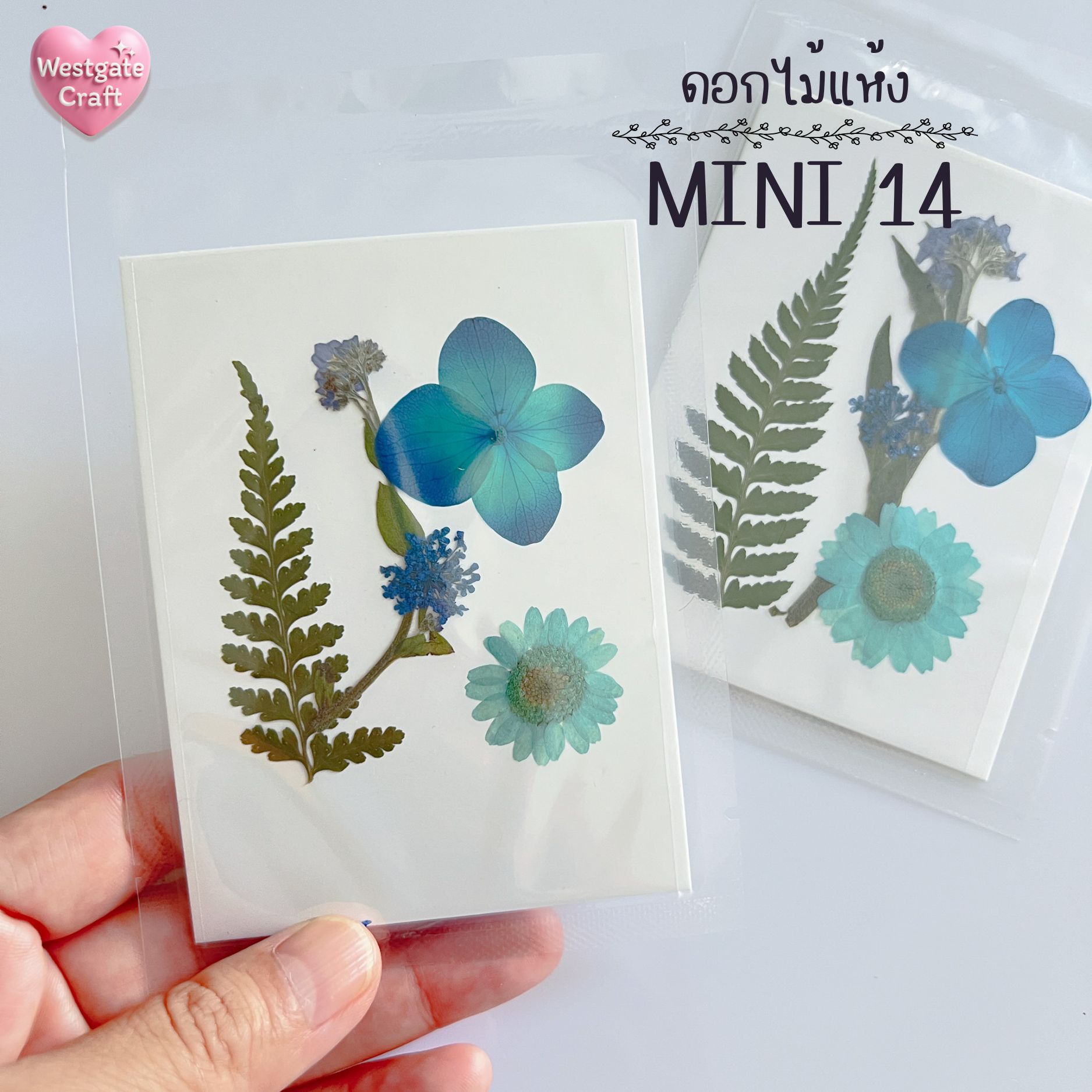 รวมดอกไม้แห้ง Mini ดอกไม้แห้งทับ ดอกไม้แบบคละ ดอกไม้จริง ดอกไม้งานฝีมือ