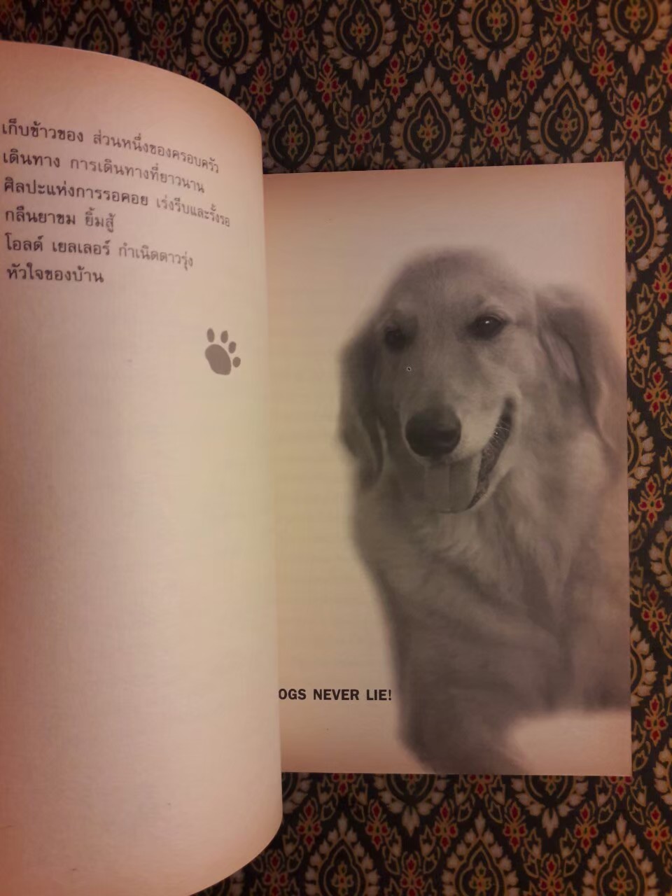 ปรัชญาหมาสอนคน