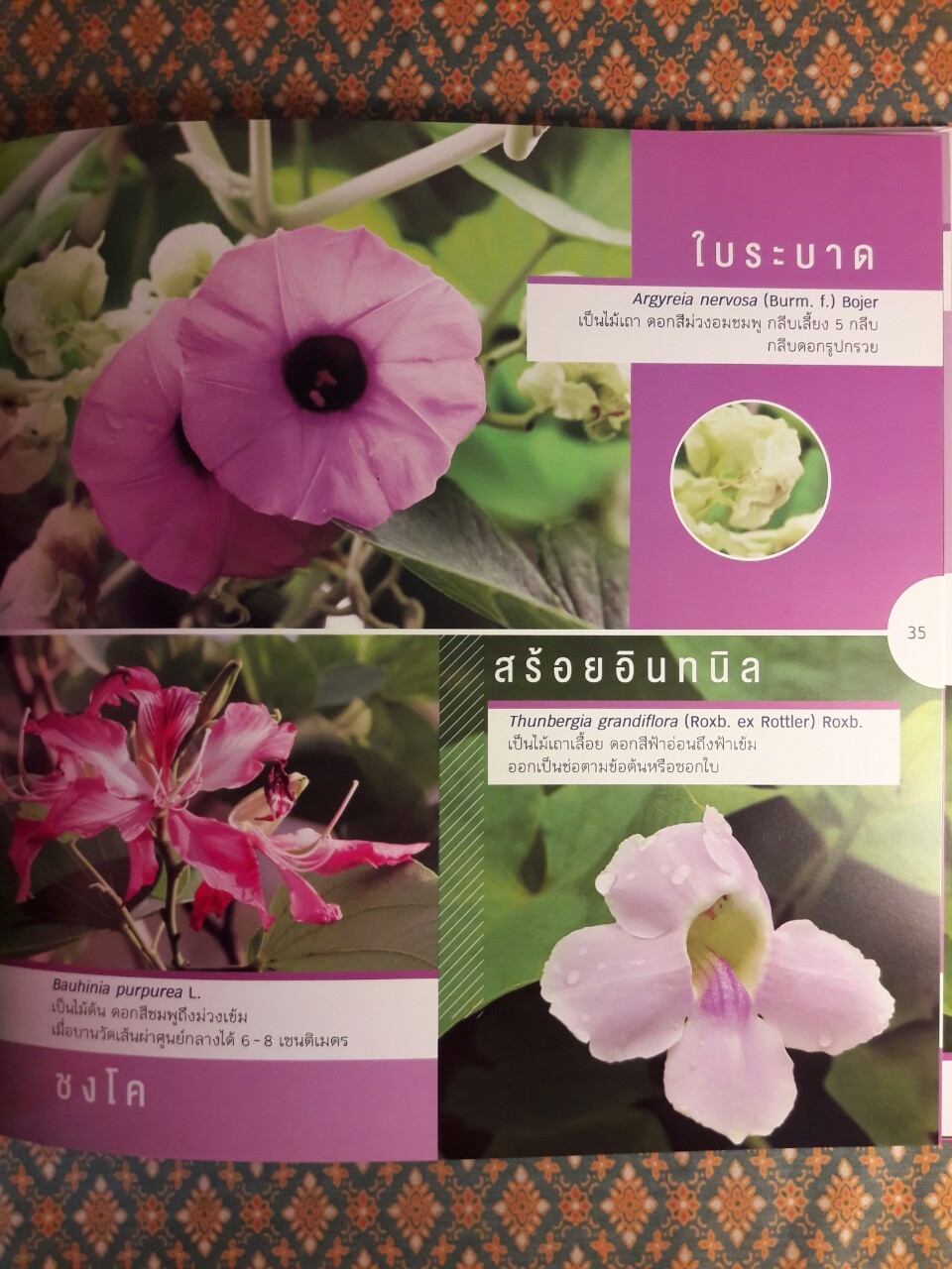 สวนพฤกษศาสตร์ พรรณไม้ม่วง