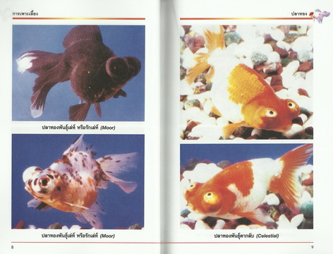 การเลี้ยงและการเพาะขยายพันธุ์ปลาทอง