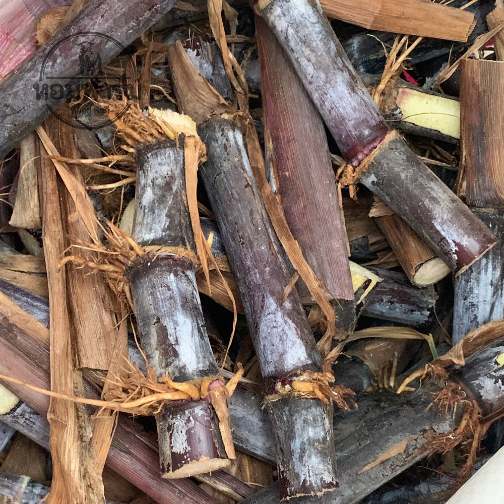 ท่อนพันธุ์ หญ้าเนเปียร์ ** สีม่วง ** / 100 ท่อน แถมฟรี 20 ท่อน มีสารแอนโทไซยานิน ต้านอนุมูลอิสระ ป้องกันโรค หลอดเลือดหัวใจ มะเร็ง โปรตีนสูง โตไว ใบเยอะ ตัดได้เร็ว