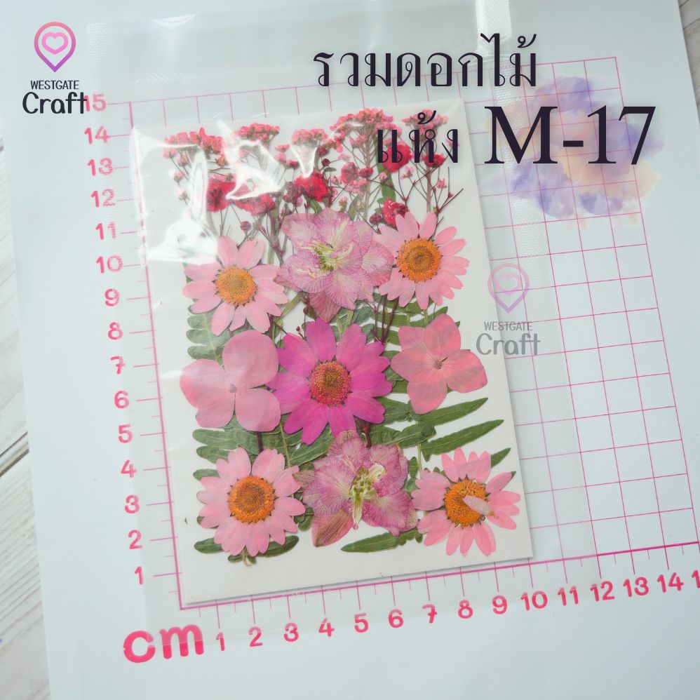 รวมดอกไม้แห้ง M ดอกไม้แห้งทับ ดอกไม้แบบคละ