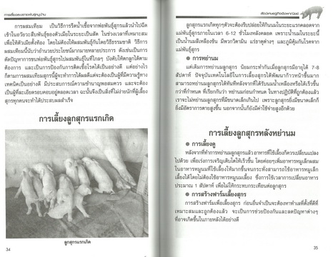 การเลี้ยงและขยายพันธุ์หมูบ้าน หมูป่า