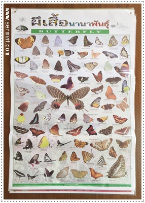 โปสเตอร์ ผีเสื้อนานาพันธุ์