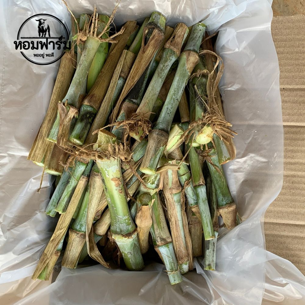 ท่อนพันธุ์ หญ้าเนเปียร์ปากช่อง1 / 100 ท่อน แถมฟรี 20 ท่อน โปรตีนสูง โตไว ตัดได้เร็ว