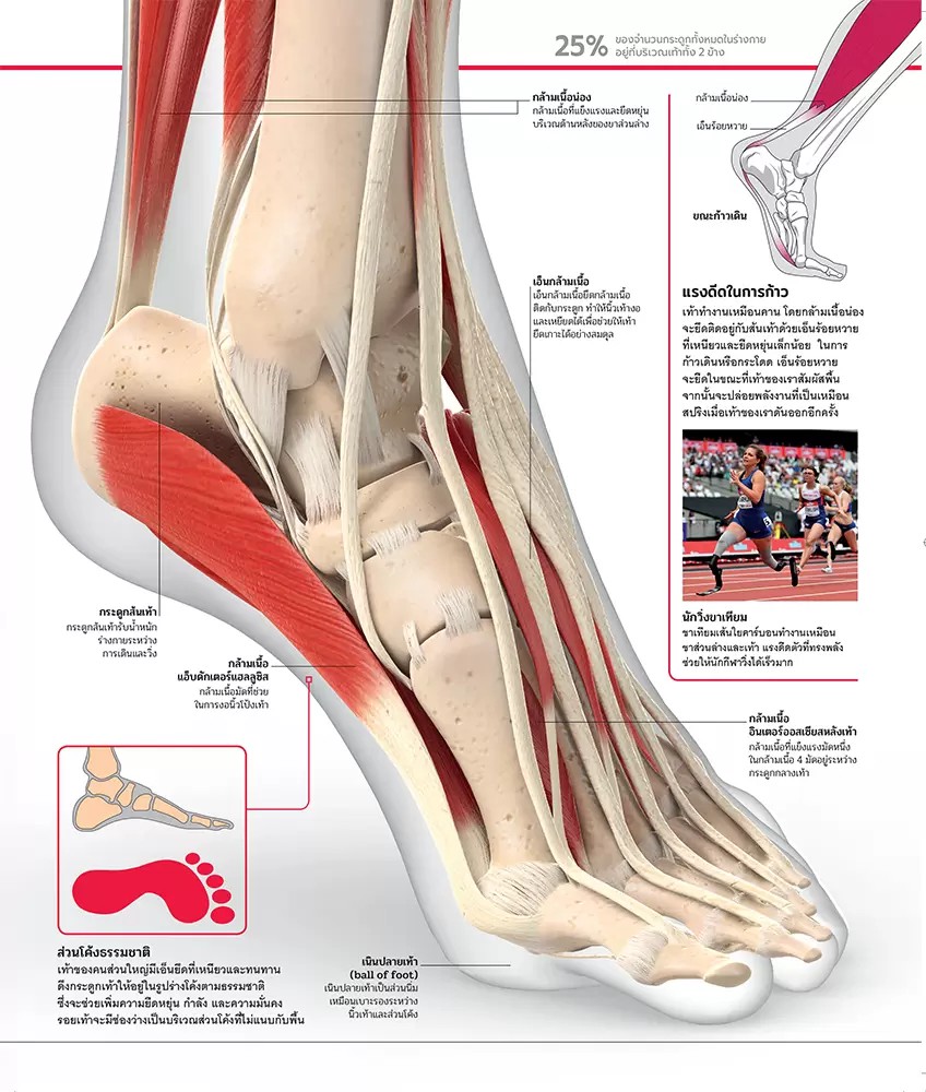 NANMEEBOOKS หนังสือ สารานุกรมความรู้ ร่างกายมนุษย์ : สารานุกรม วิทยาศาสตร์ DK Knowledge Encyclopedia HumanBody