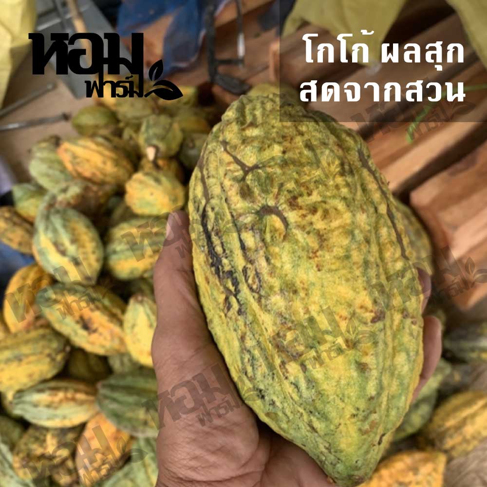 ผลโกโก้สด โกโก้สุก พันธุ์ชุมพร 1 สดจากสวน